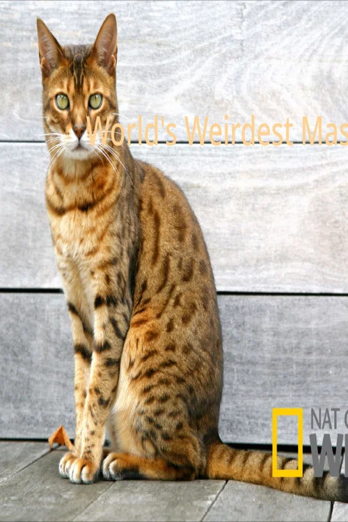 World's Weirdest Masters постер