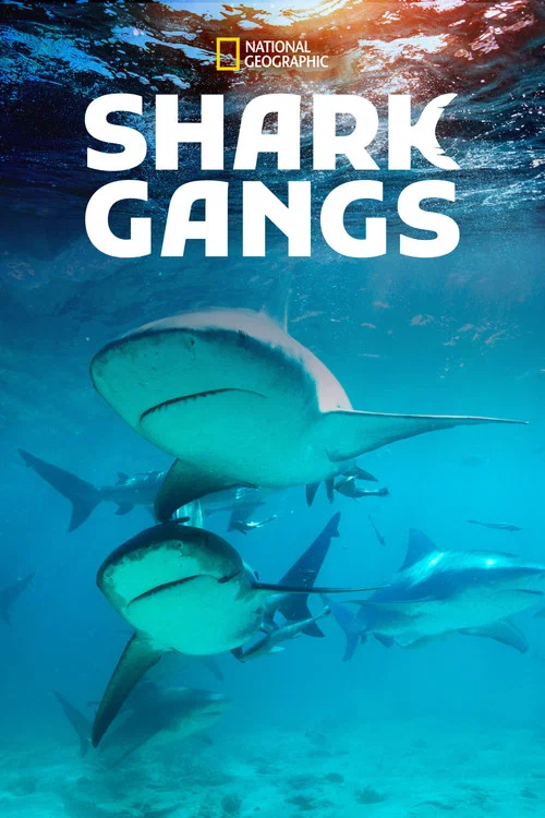 Shark Gangs постер