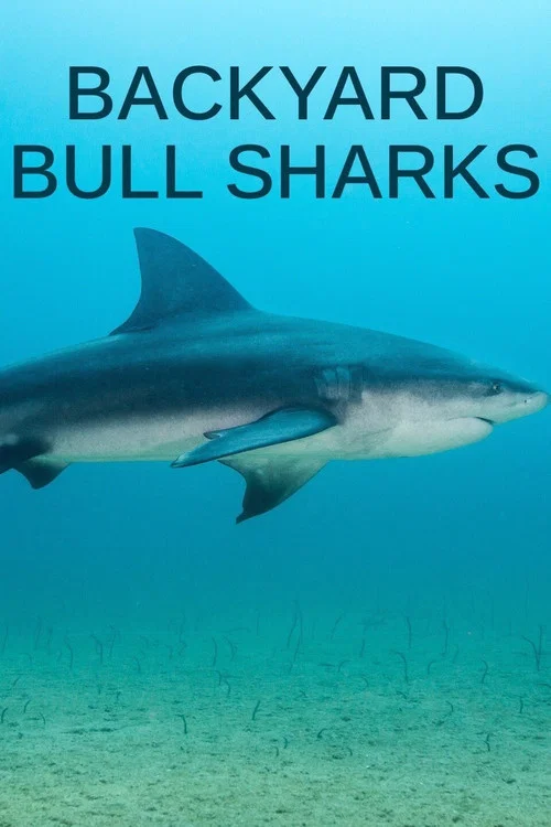 Backyard Bull Sharks постер