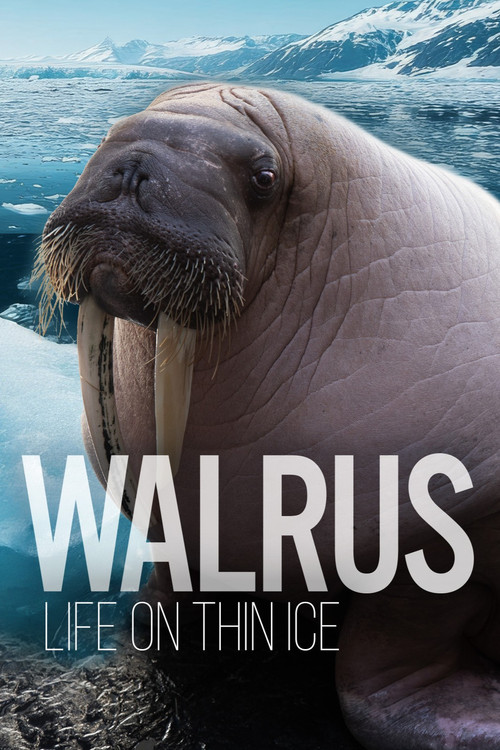 Walrus: Life on Thin Ice постер