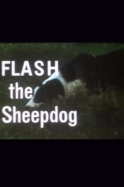 Flash the Sheepdog постер