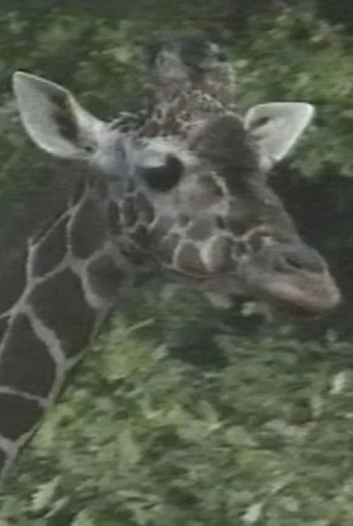 Luis Bunuel Die Flecken der Giraffe постер