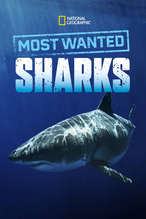 Most Wanted Sharks постер