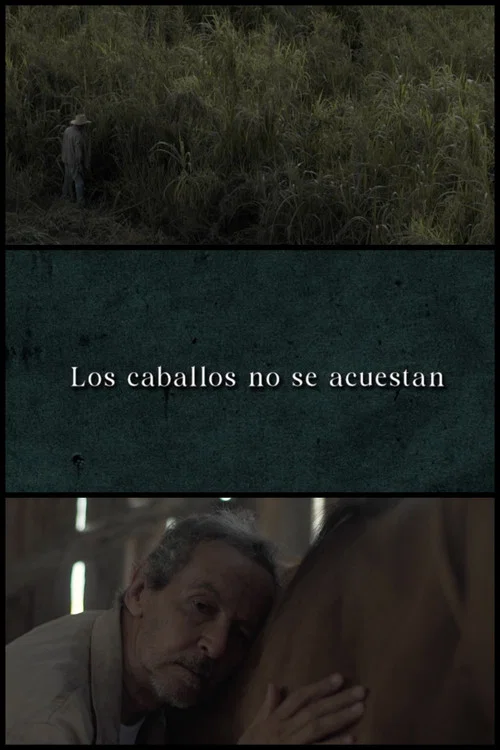 Los caballos no se acuestan постер