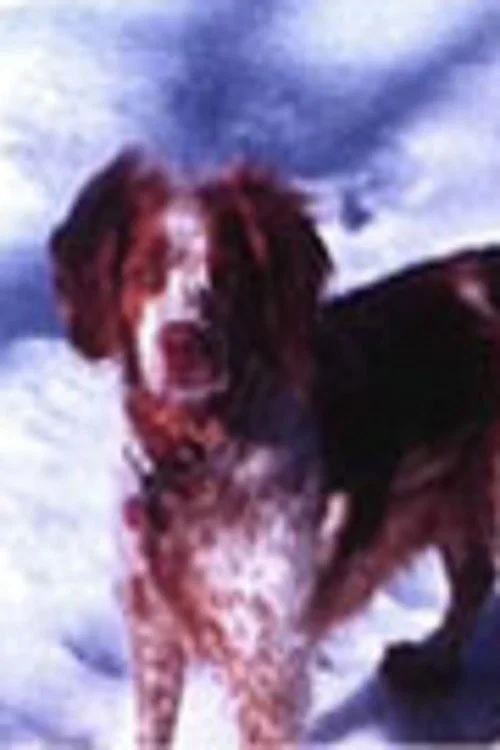 Louïe постер