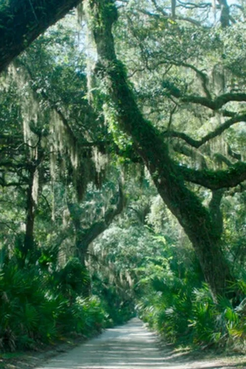 The Horses of Cumberland Island постер