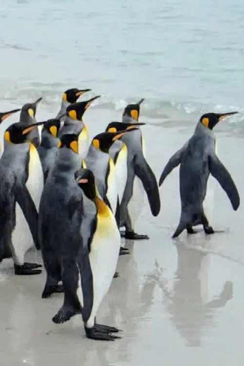 King Penguins in North Malvinas постер