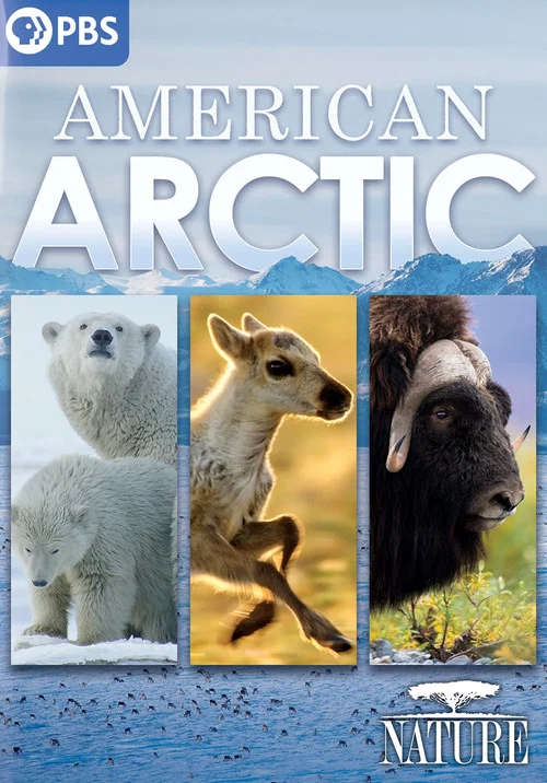 American Arctic постер