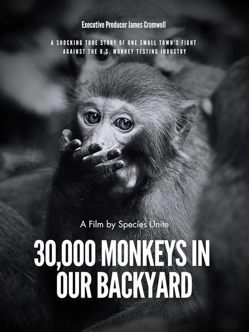 30,000 Monkeys in Our Backyard постер