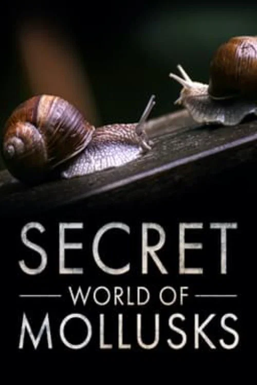 Secret World of Mollusks постер