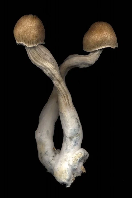 The Mushroom Archive постер