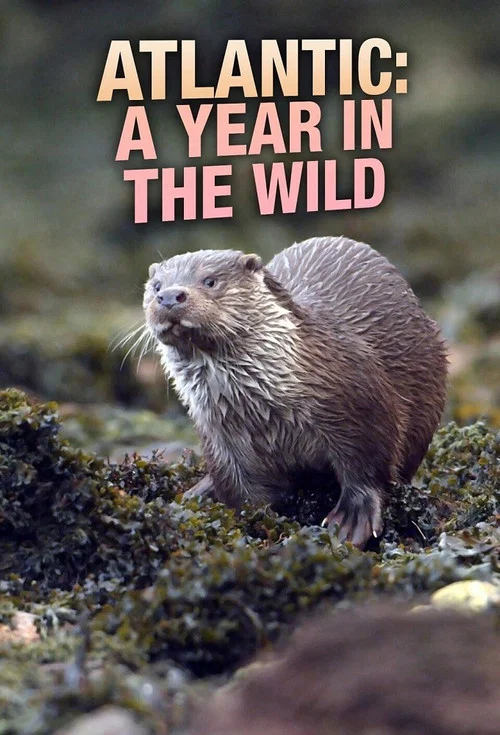 Atlantic: A Year in the Wild постер