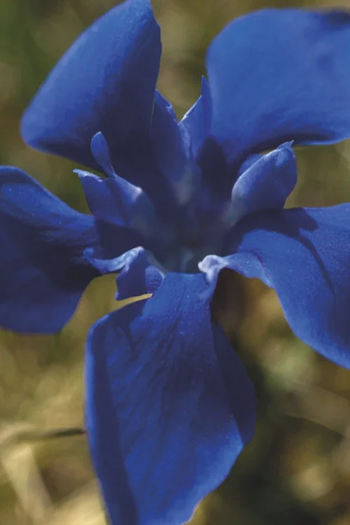 Gentian Sprite постер