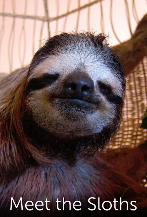 Meet the Sloths постер