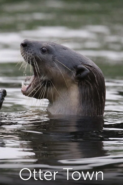 Otter Town постер