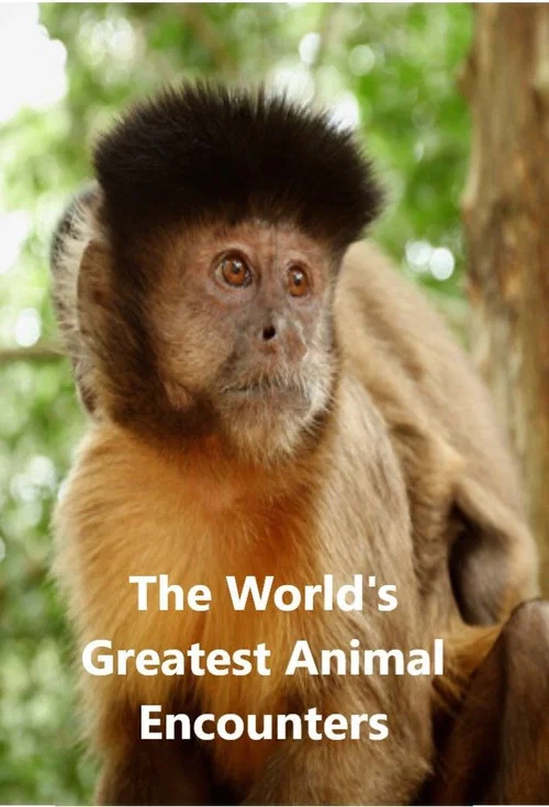 World's Greatest Animal Encounters постер