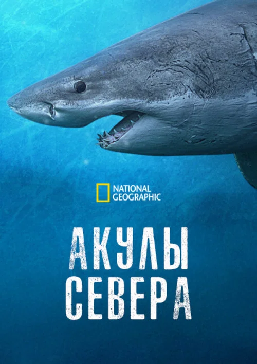 Акулы севера постер