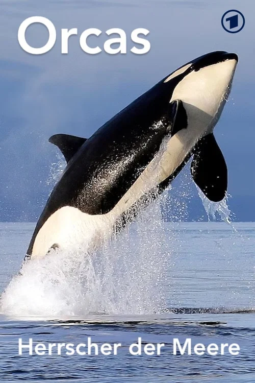Orcas - Herrscher der Meere постер
