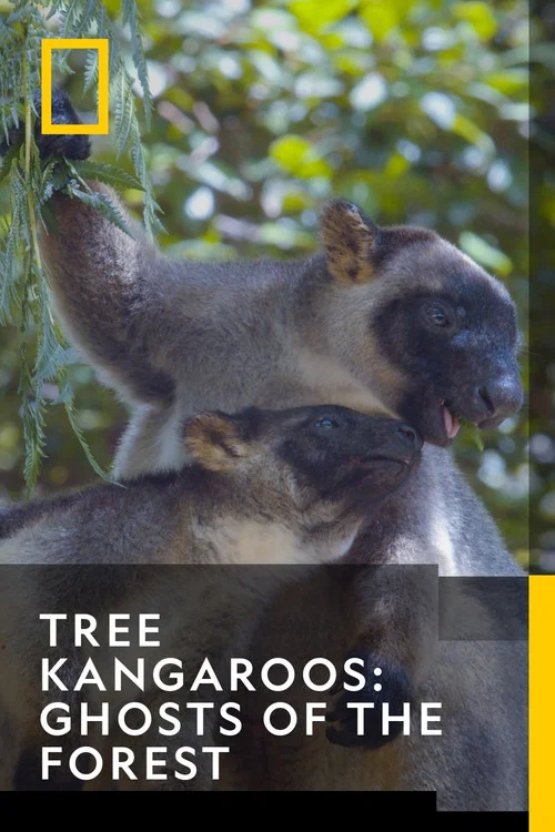 Tree Kangaroos: Ghosts of the Forest постер