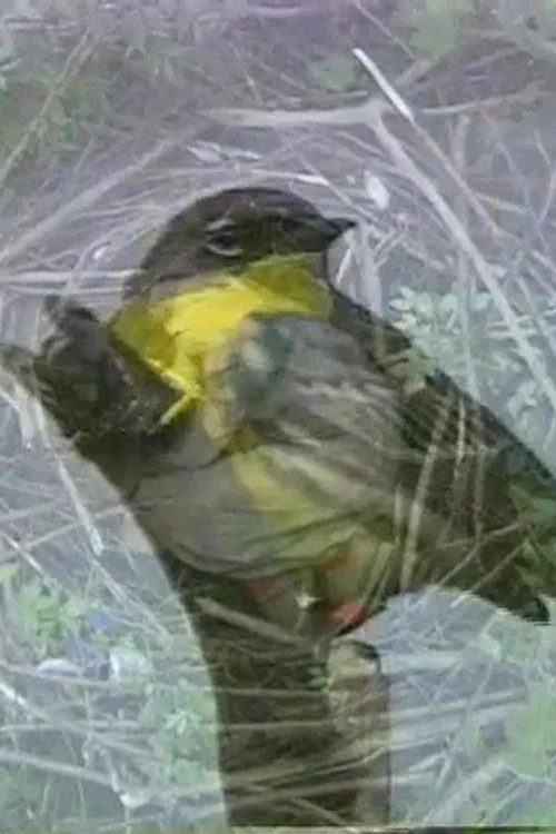 Why Not a Sparrow постер