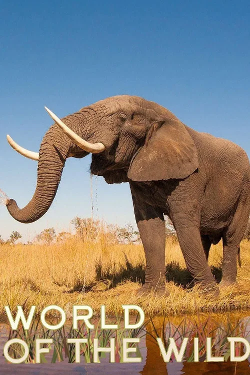 World of The Wild постер