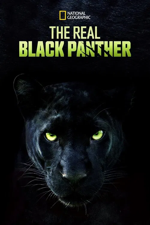 Настоящая чёрная пантера постер