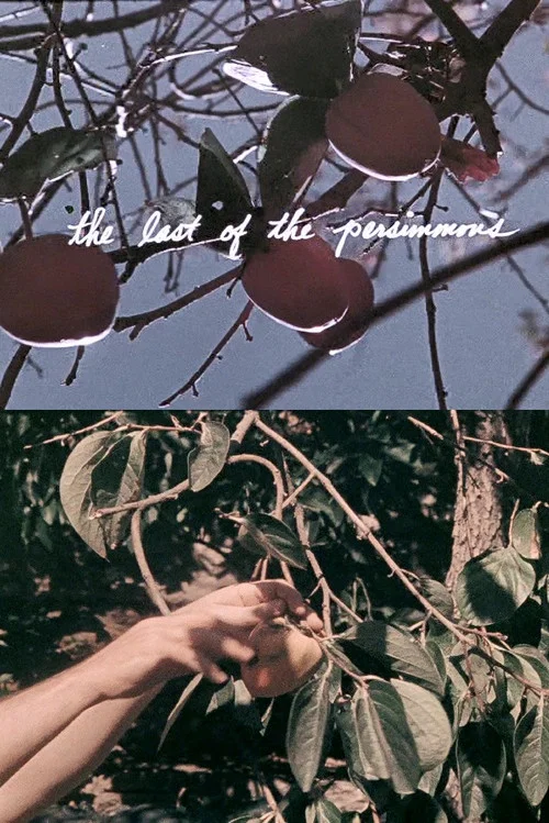 The Last of the Persimmons постер