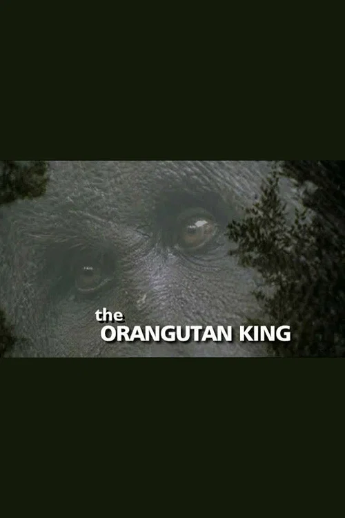 The Orangutan King постер