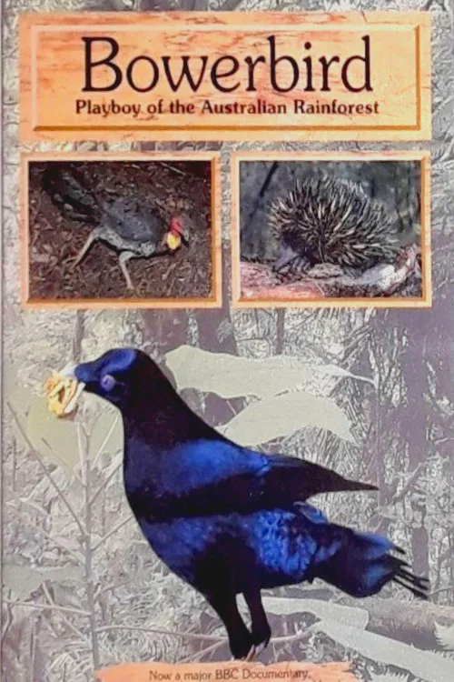 Bowerbird: Playboy of the Australian Rainforest постер