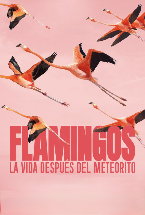 Flamingos: La vida después del meteorito постер