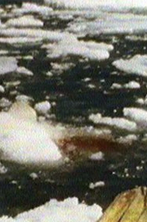 Whale Hunting (Qilaluganiatut) постер