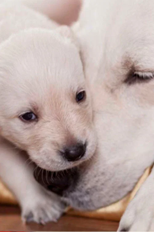 The Wonderful World of Puppies постер