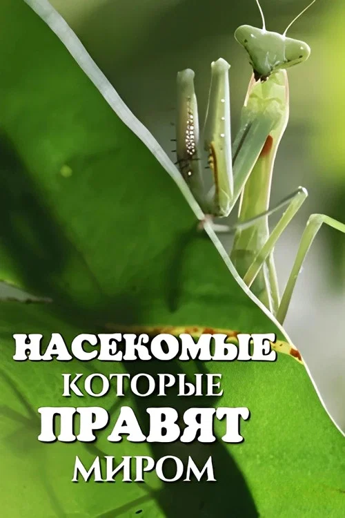 Bugs That Rule the World постер
