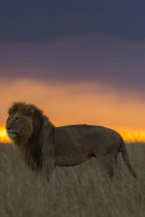 Africa's Hunters of the Night постер