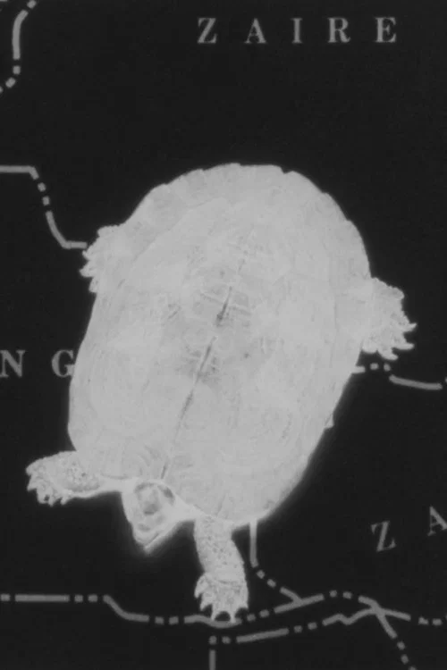 Turtle Dreams постер