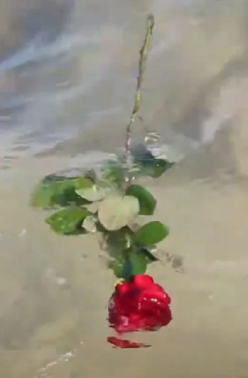 A Red, Red Rose постер