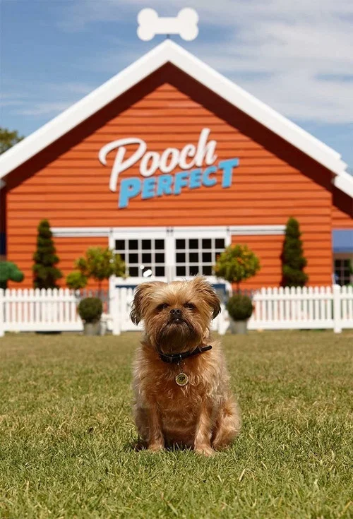 Pooch Perfect постер