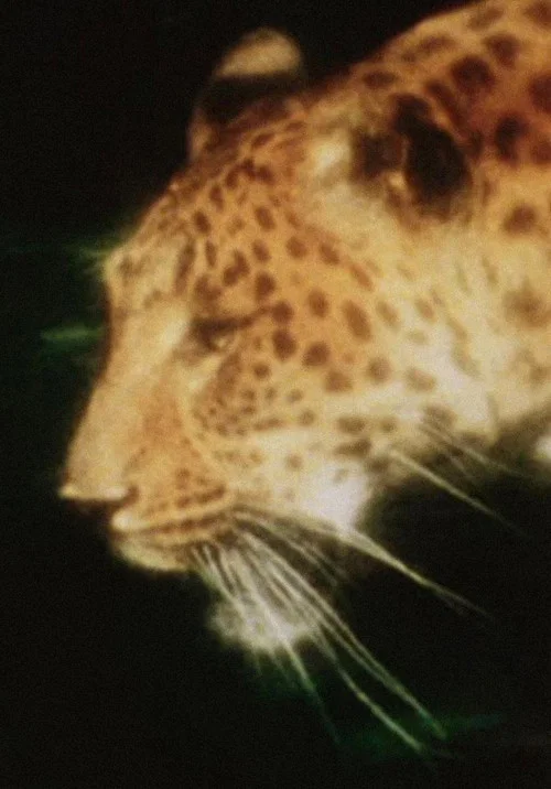 Leopard постер