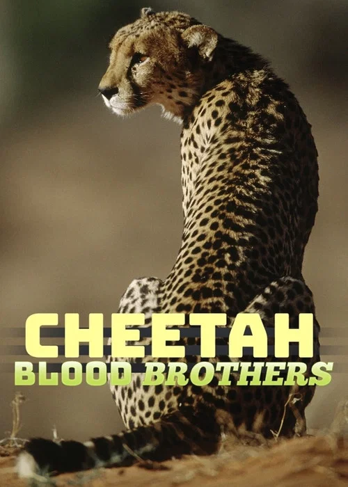 Cheetah Blood Brothers постер
