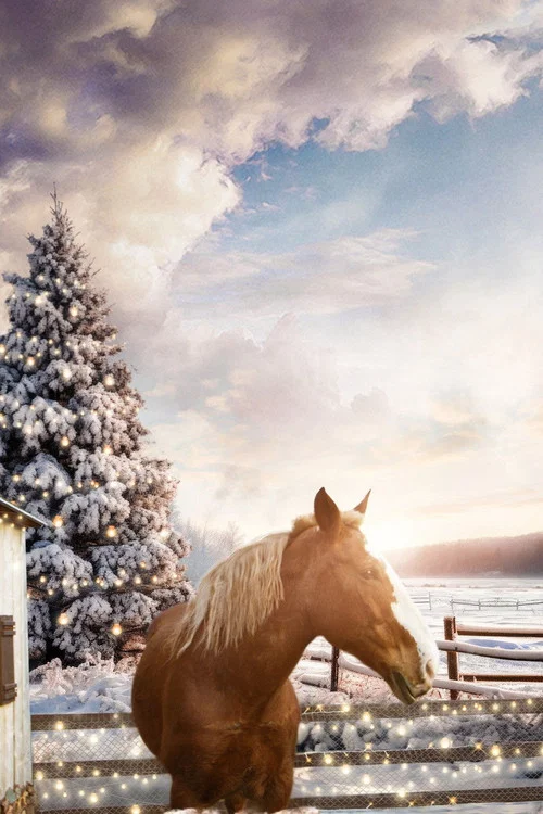 December Horses постер