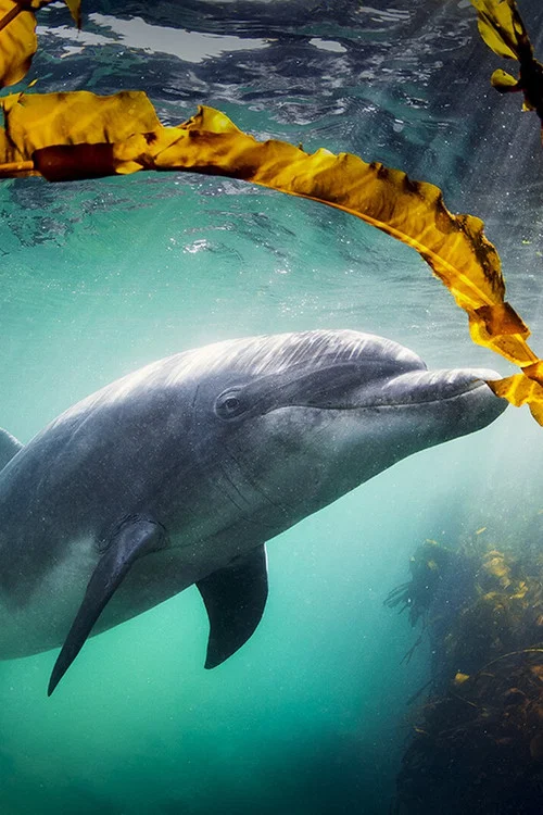Why We Love Dolphins постер