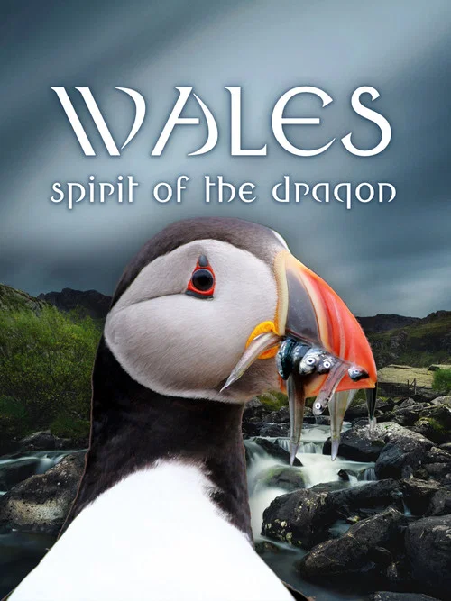 Wildes Wales постер