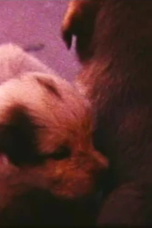 Pup Birth постер