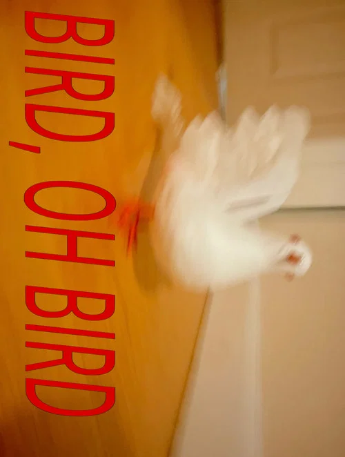 Bird, Oh Bird постер