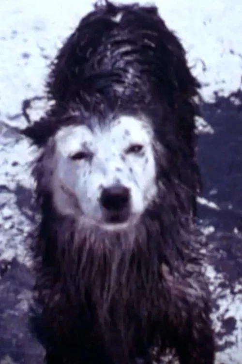 Harry the Dirty Dog постер