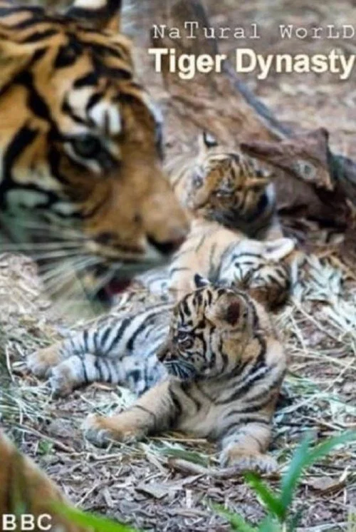 Tiger Dynasty постер