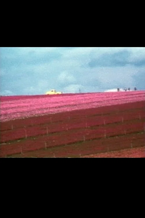 Flower Fields постер