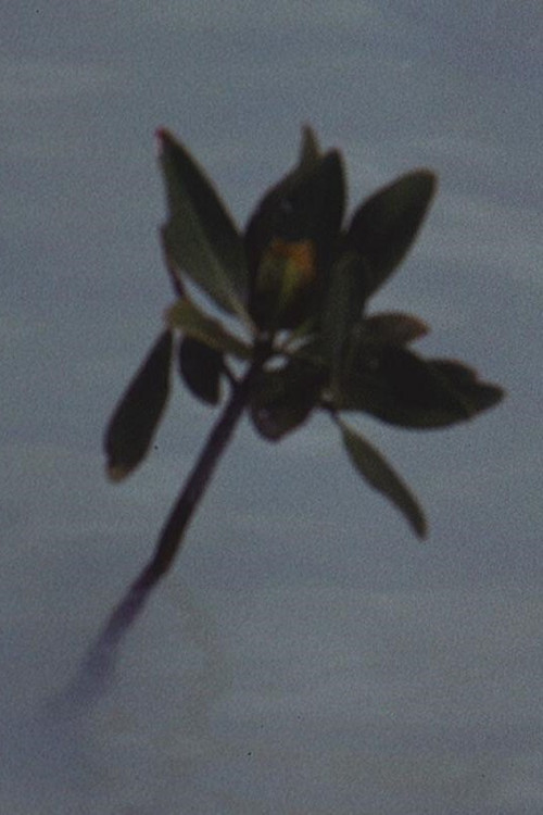 Mangrove Ring постер