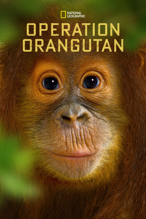 Operation Orangutan постер