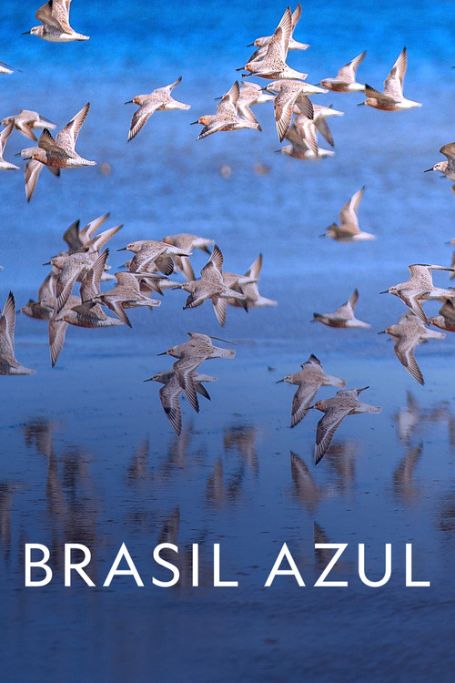 Brasil Azul постер